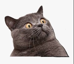 اموزش تخصصی گربه