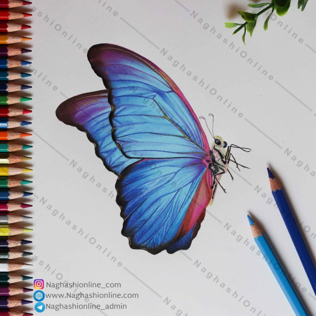 تابلو نقاشی پروانه